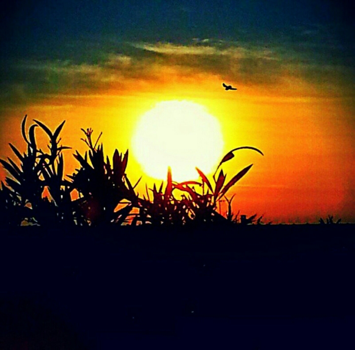 sunset