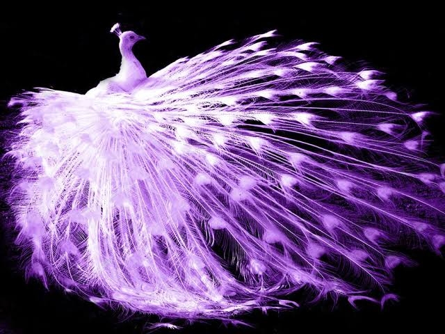 Purple White Peacock