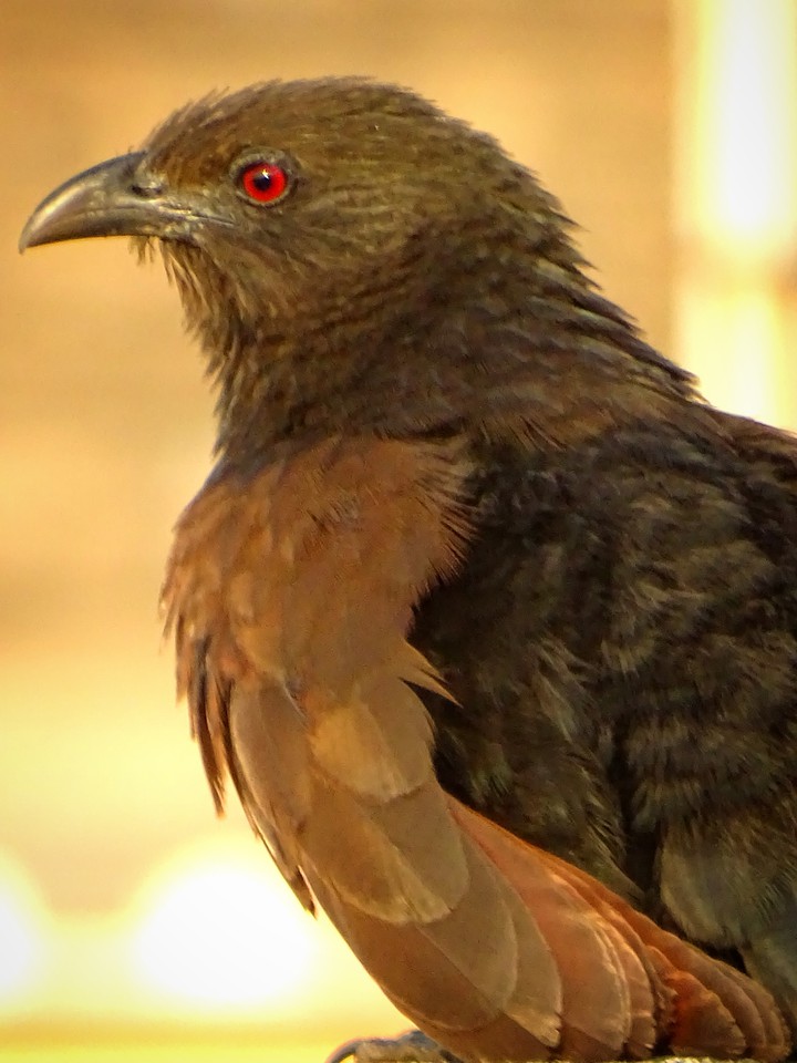 Koel