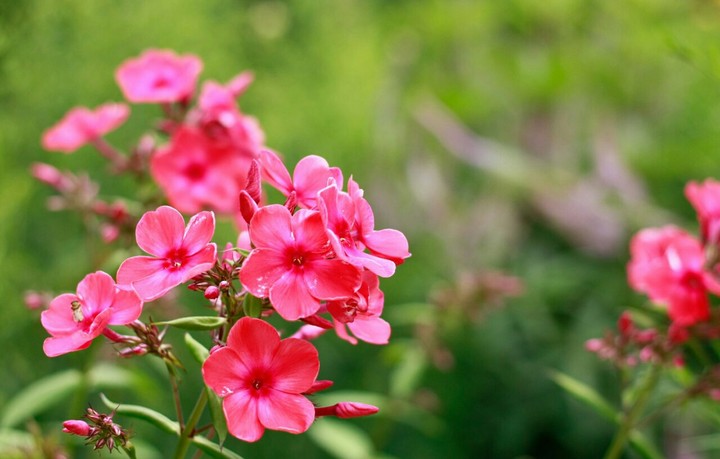 Pink flowers
