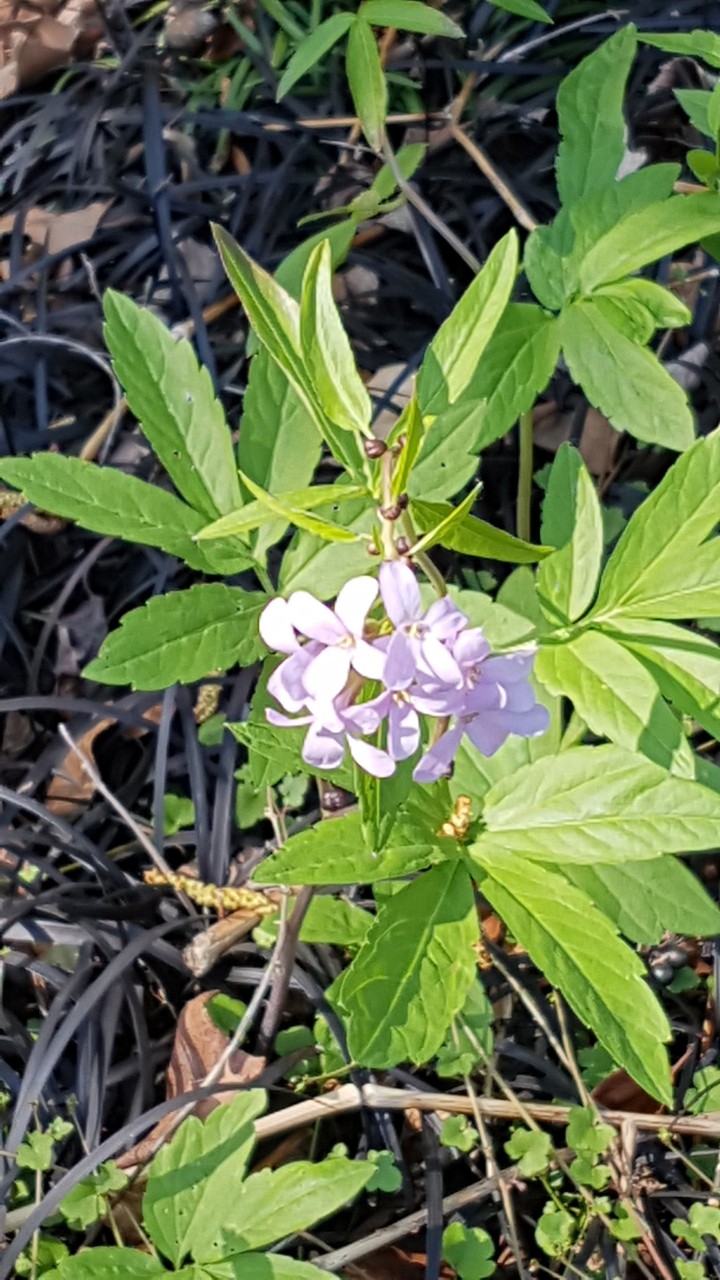 a rosa flower