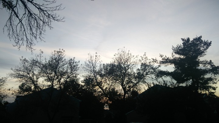 East Brunswick trees