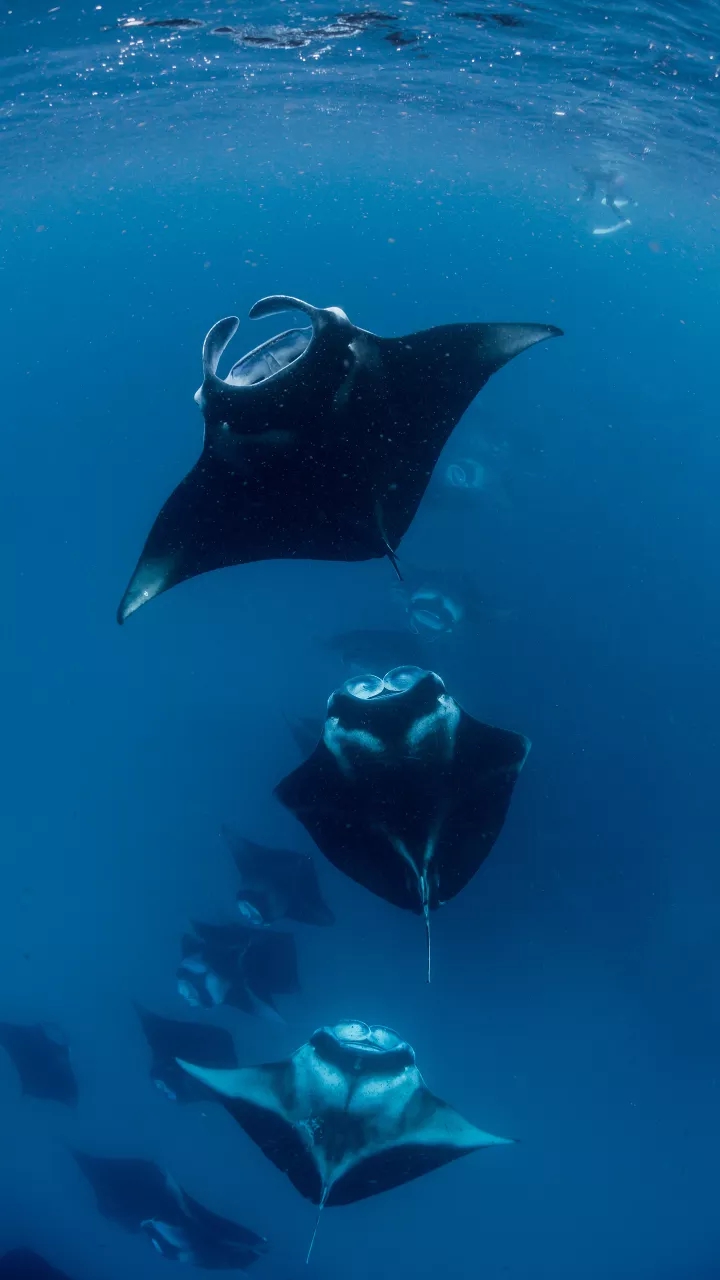 Flying Fish