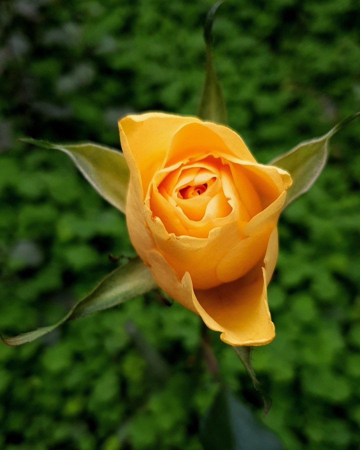 Yellow Rose