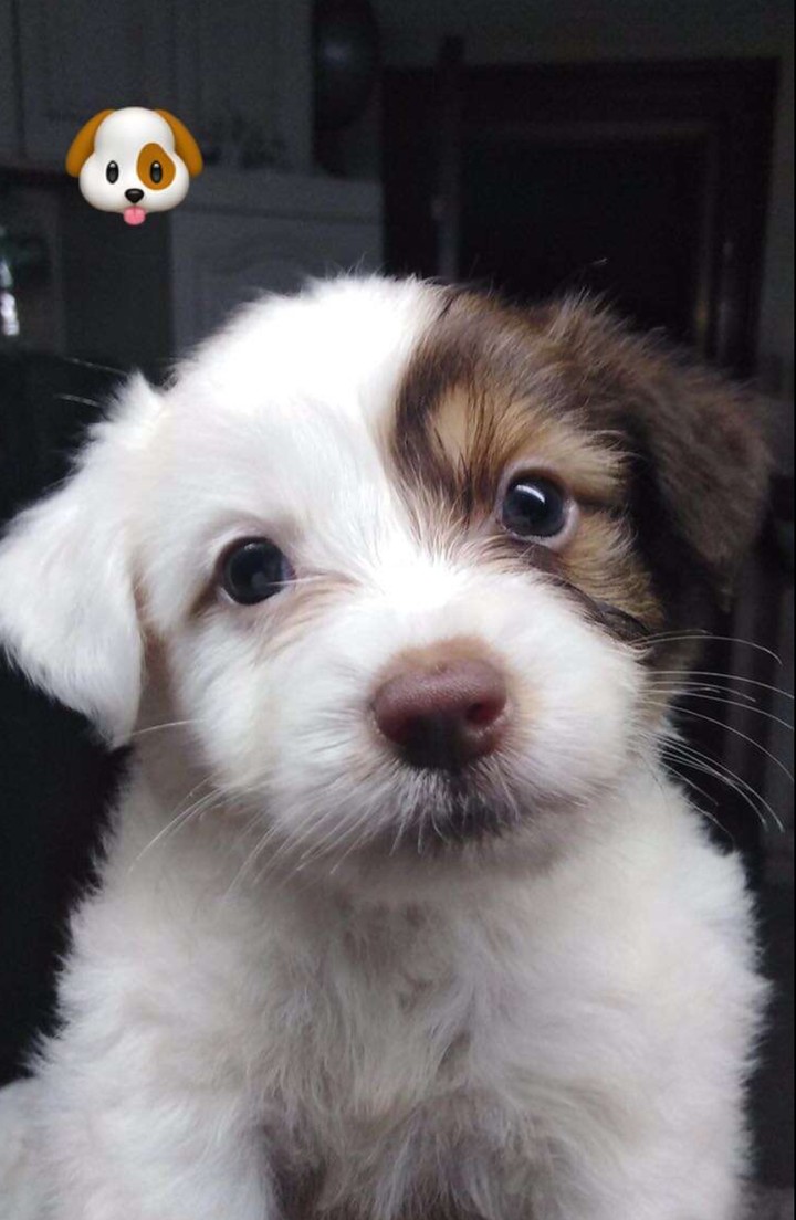 pup 