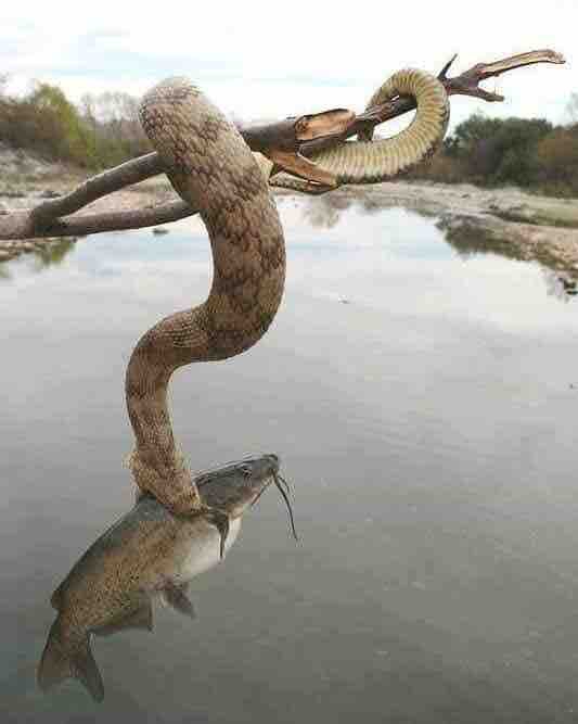 snake attack