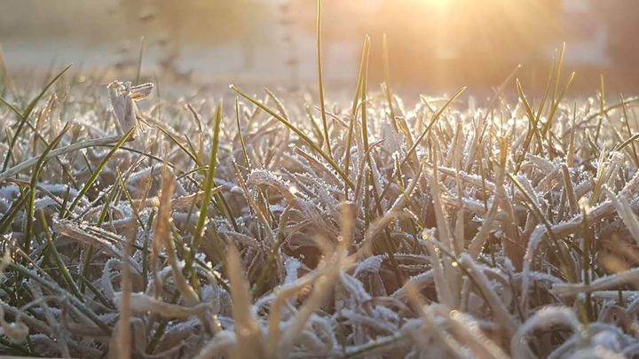 Frozen Grass
