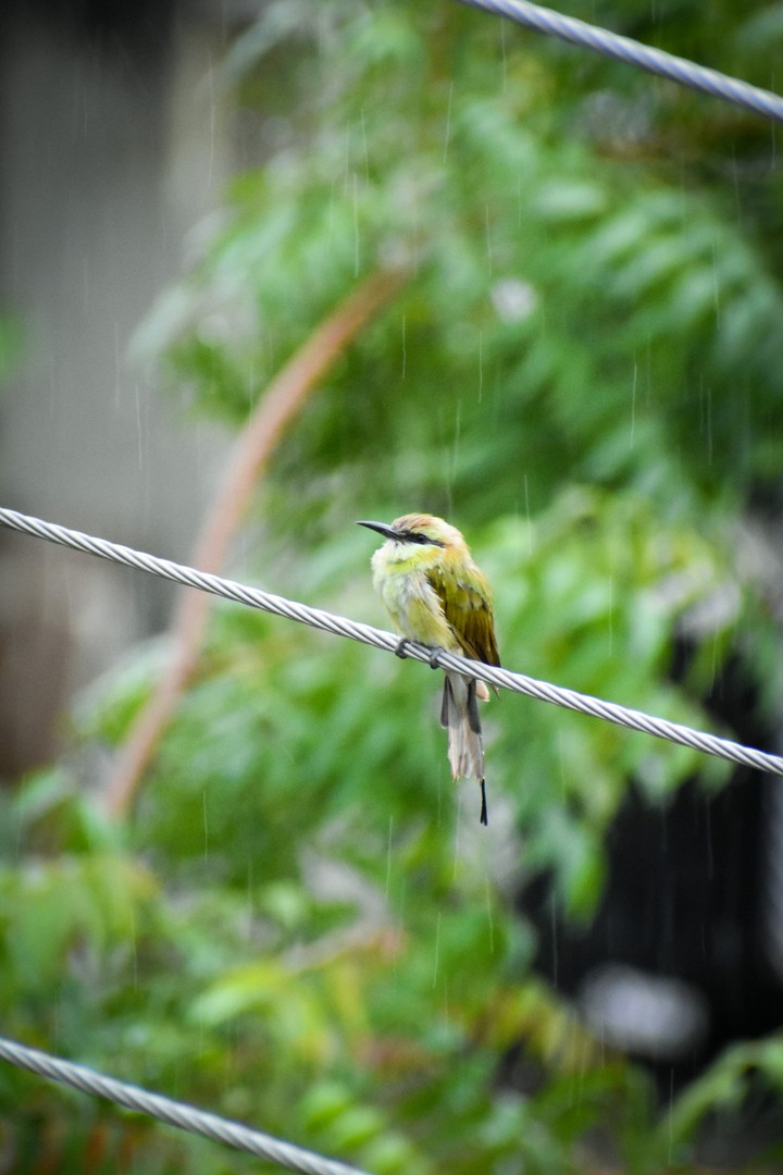 Bird in rain