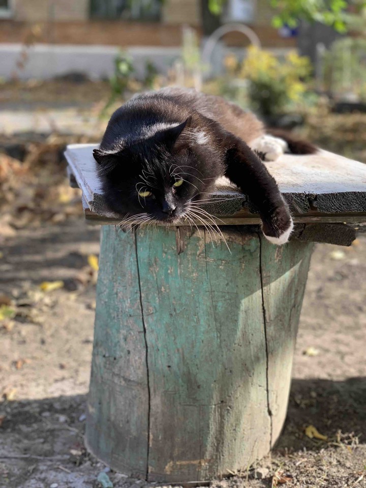 кот