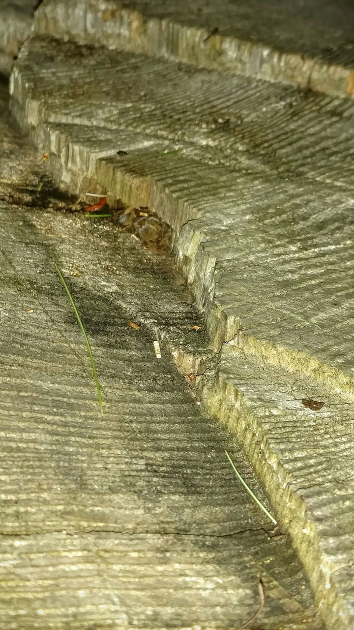 Cracked Stump