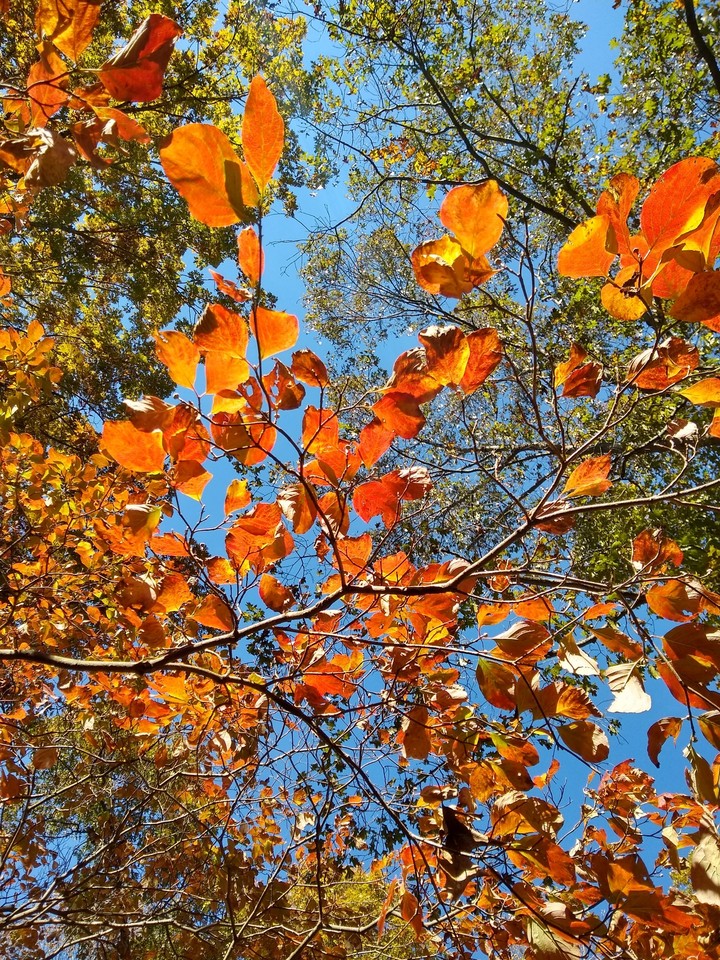 Fall leaves