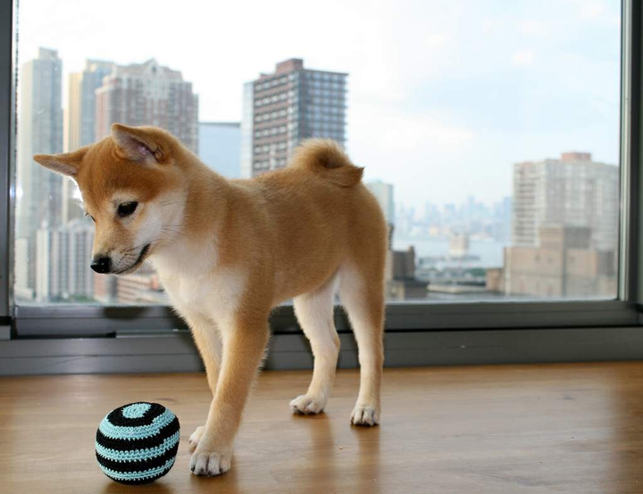 dog