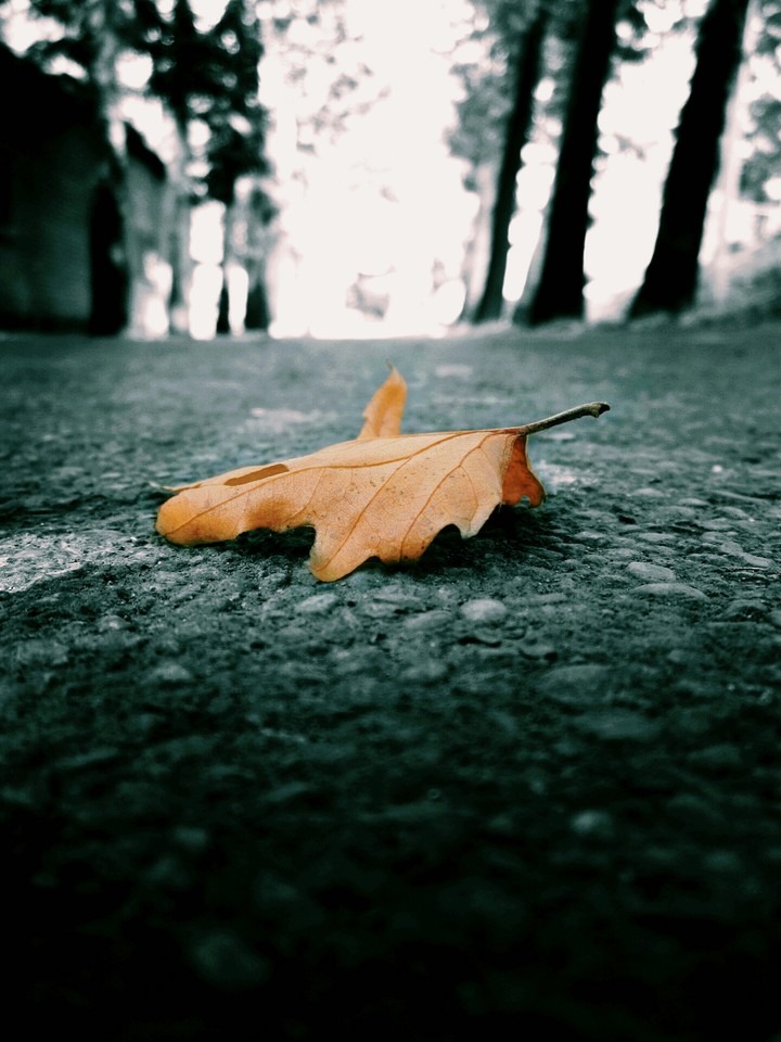 spring leaf