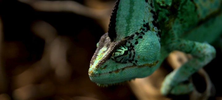 lizard