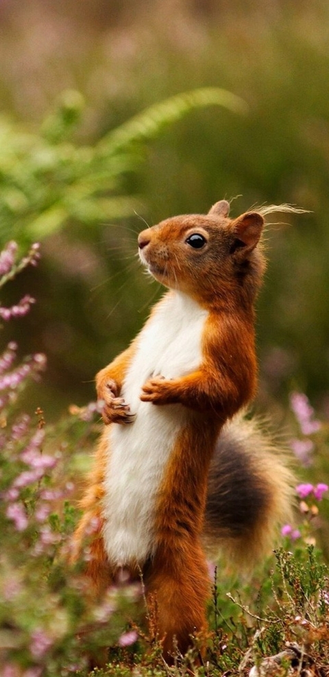 papéis de parede wildlife, fauna