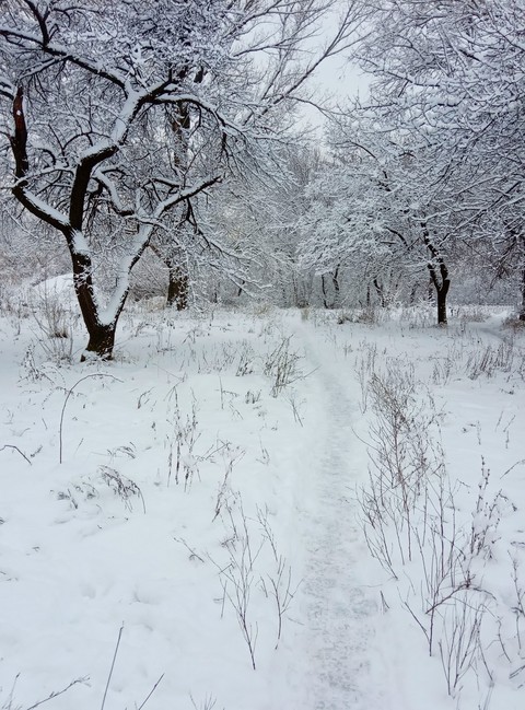 шпалери sky, twig