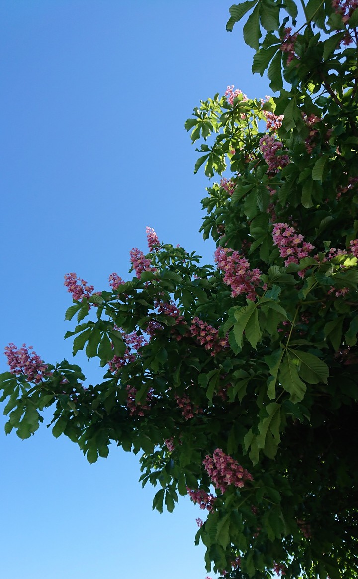 Blossom tree