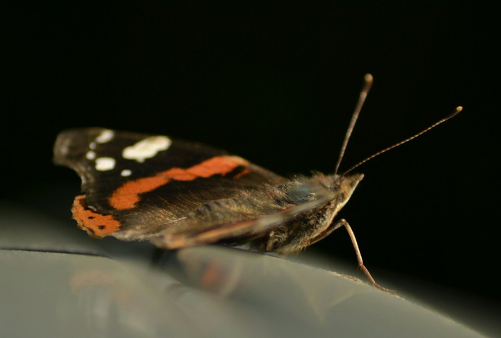 butterfly
