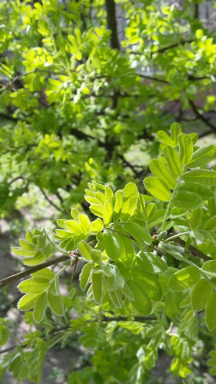 Spring