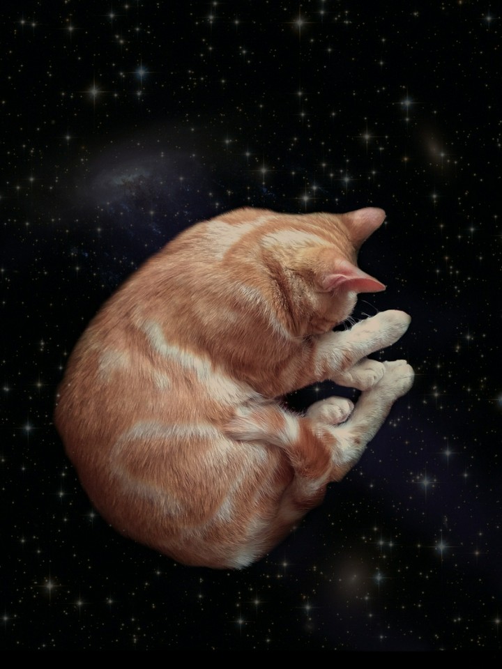 cat in space