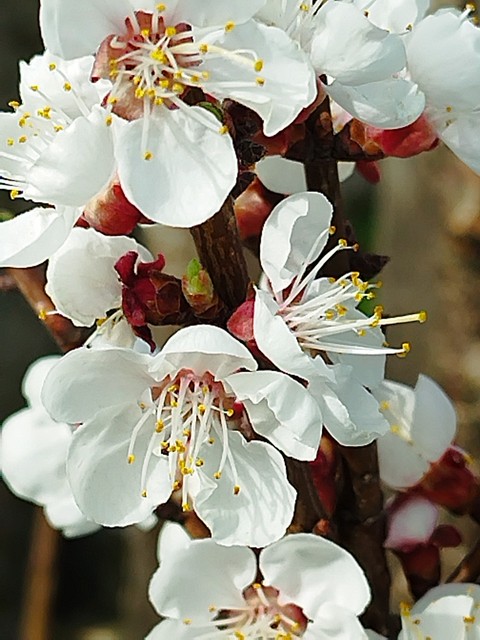 tapety flower, petal