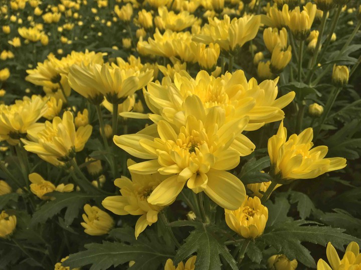 yellow 2
