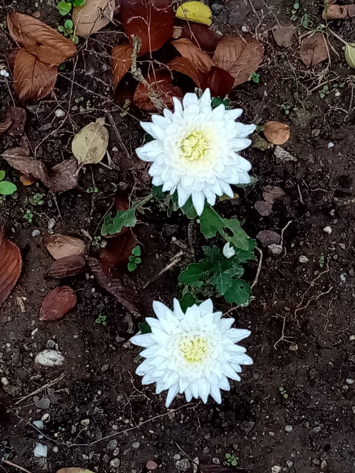 Autumn