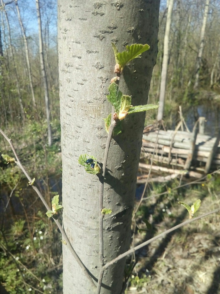 Spring