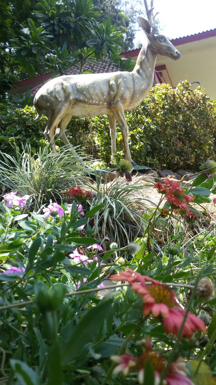 Deer