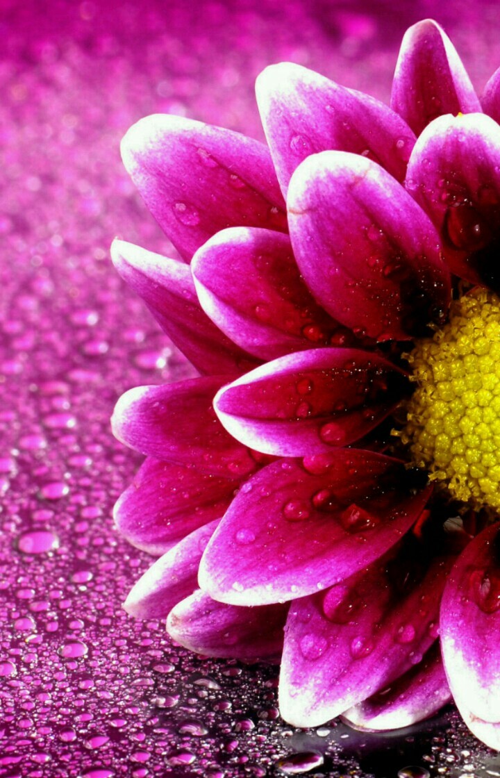 Rain Flower 1080p pic