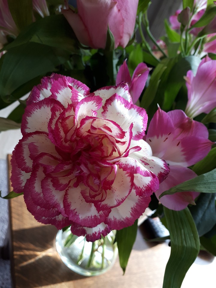 Pink/white carnation
