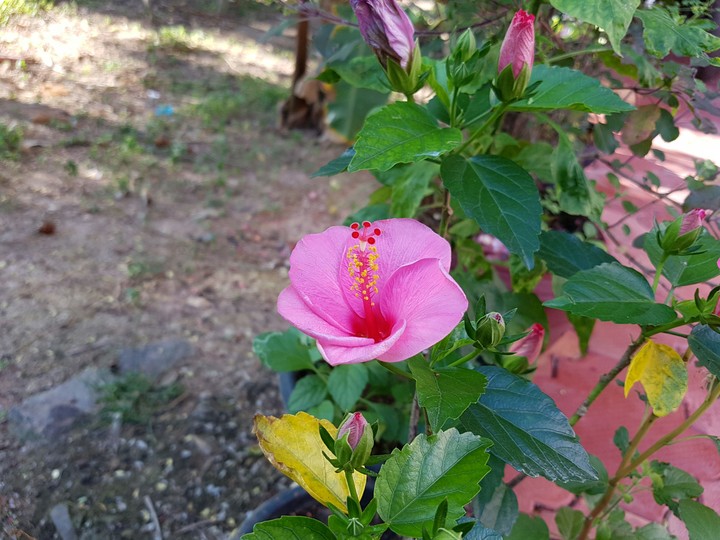 Flower