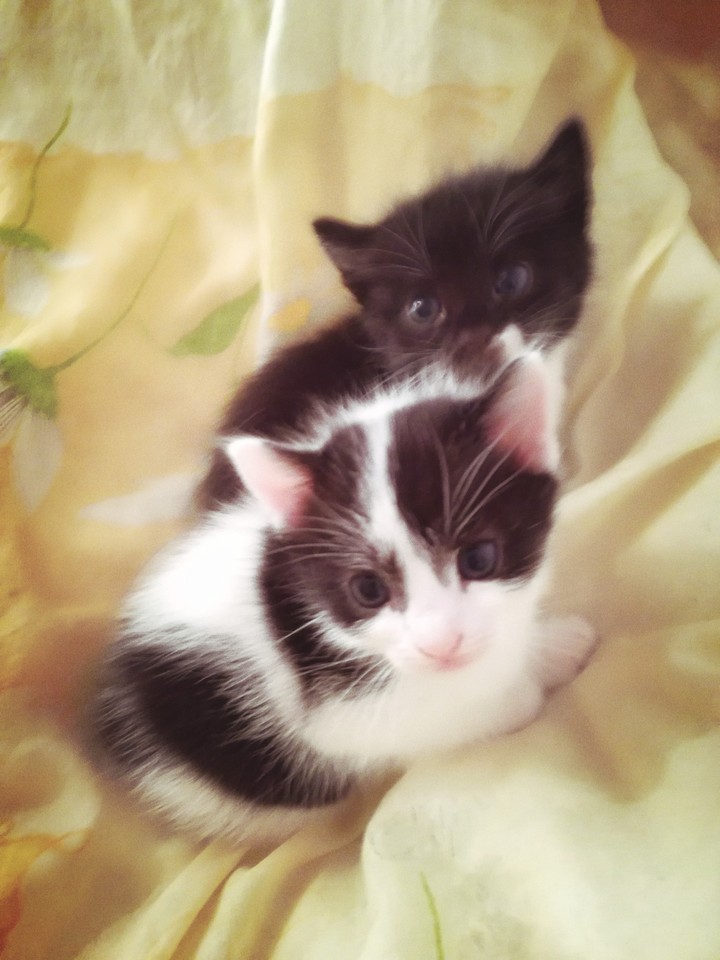 kitty 3