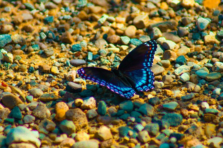butterfly