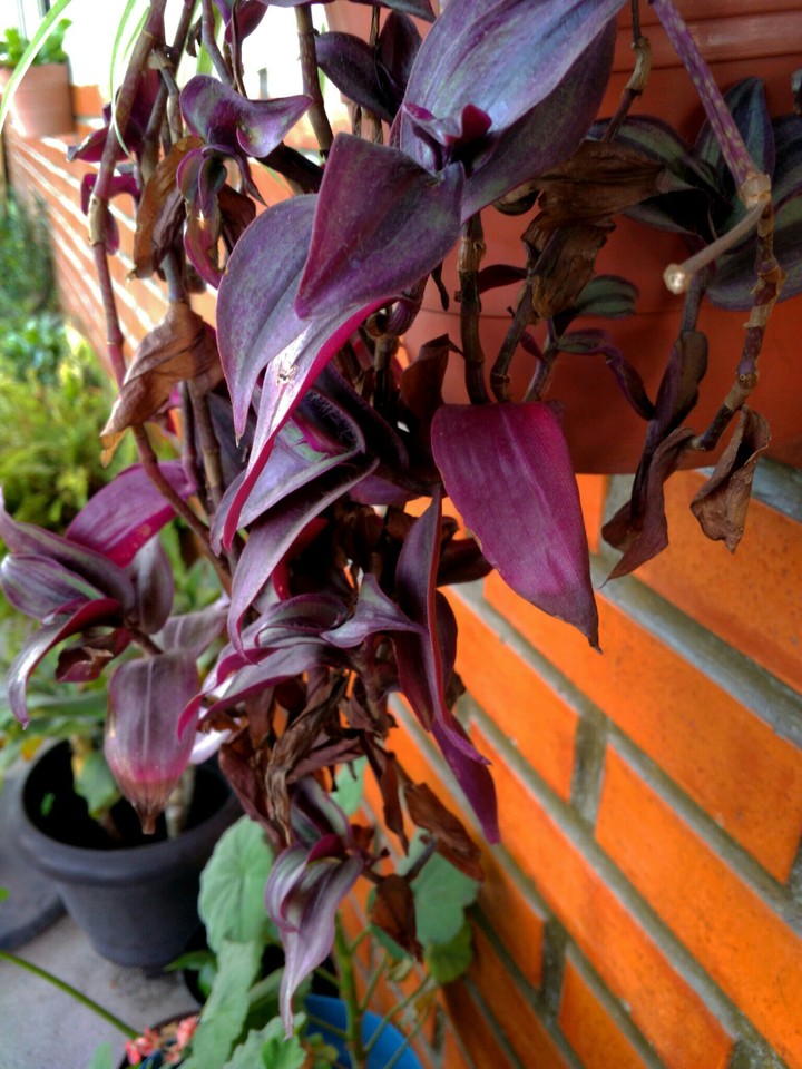 planta