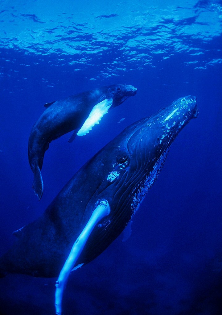 Up for Air Humpback and Calf