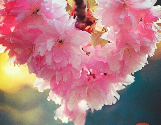 Herz blüte