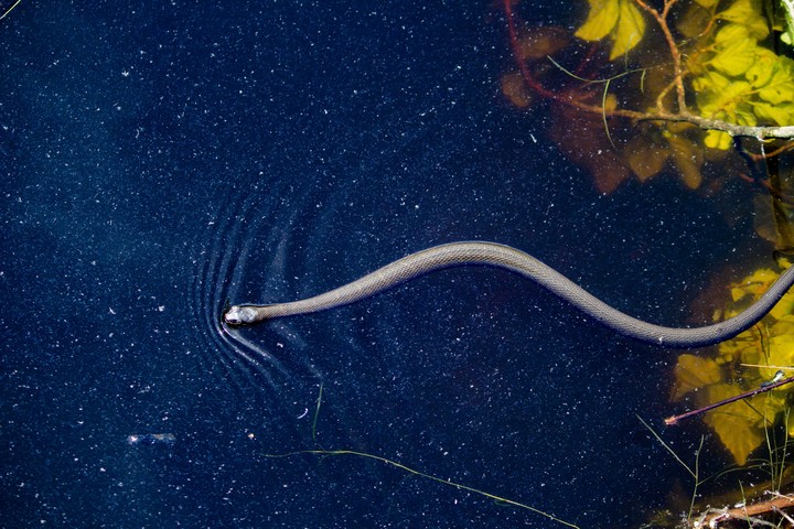 Snake in the Lake.