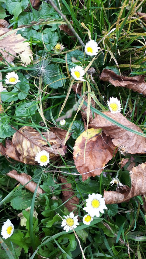 flower's leaves