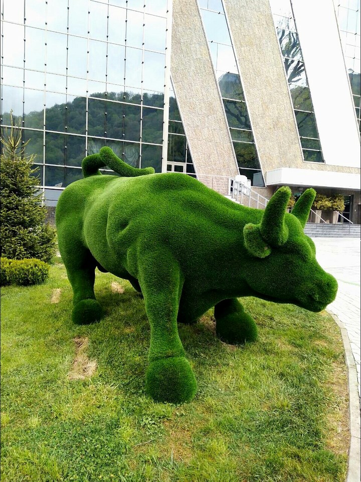buffalo