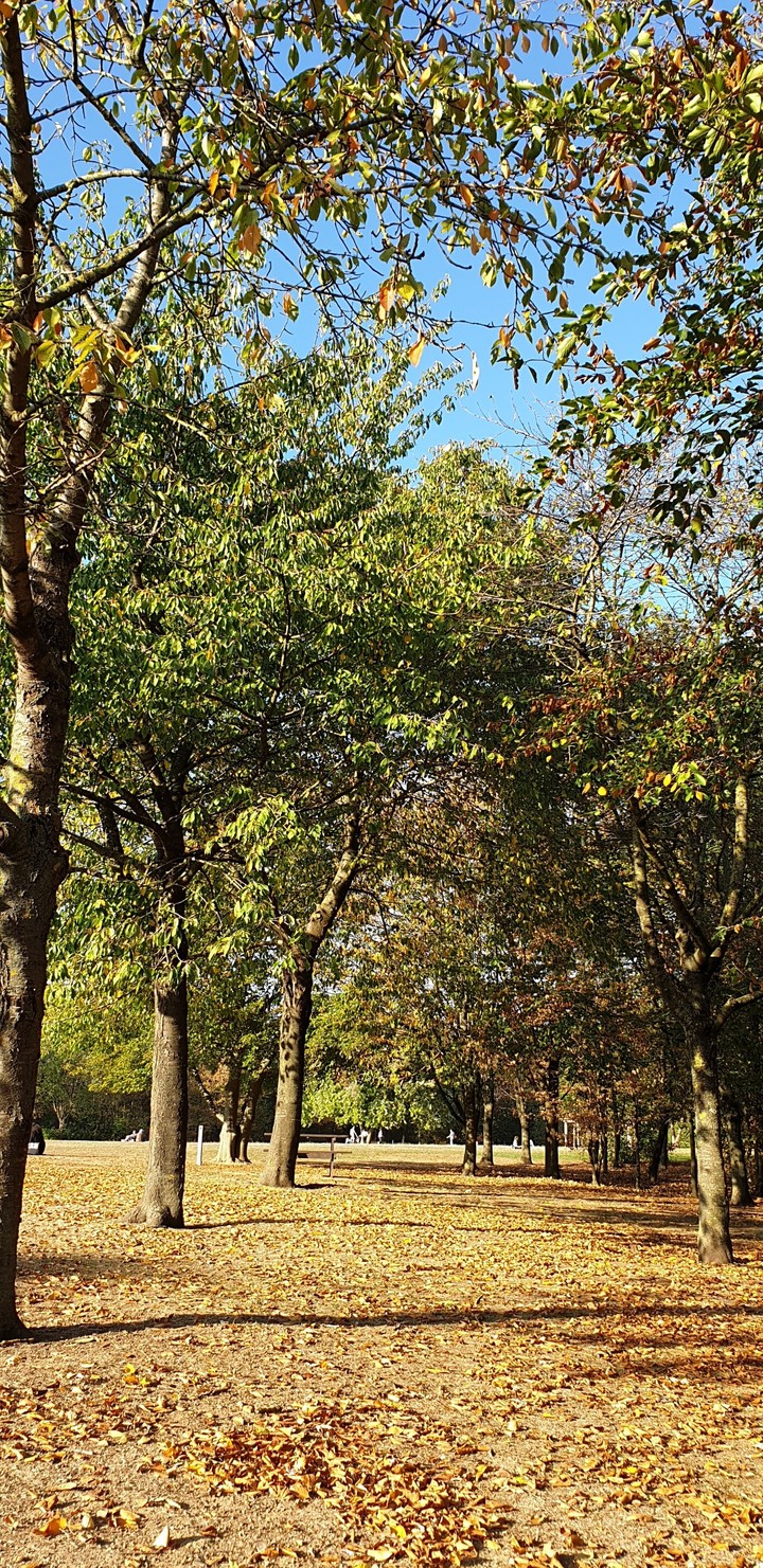 parc en automne