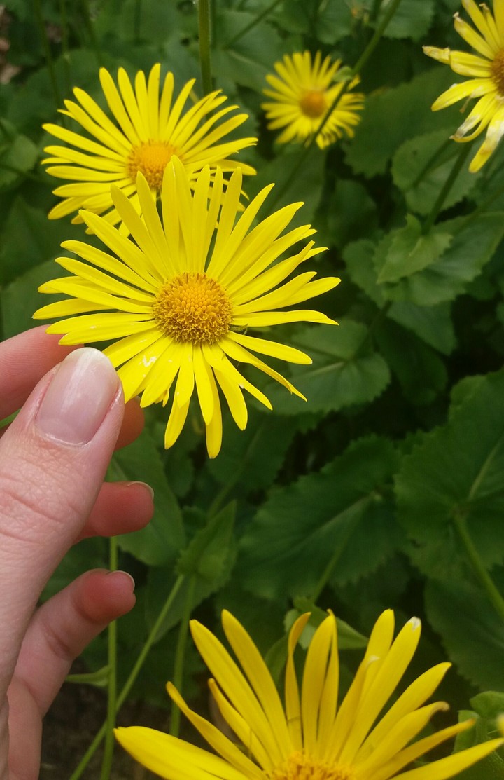 flowers