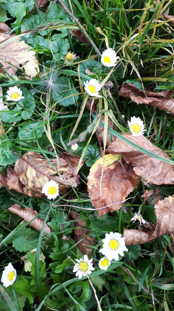 flower's leaves