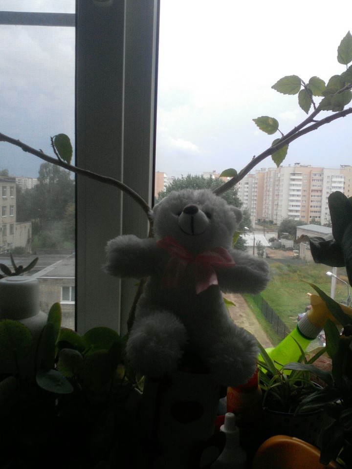 мишка в вазе