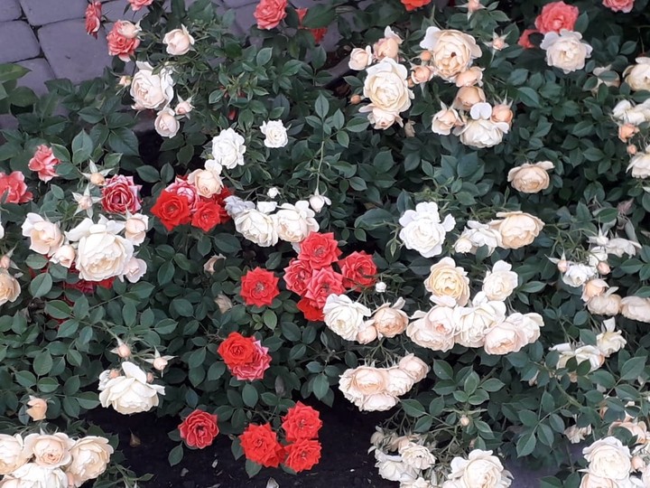 Summer Symphony of roses