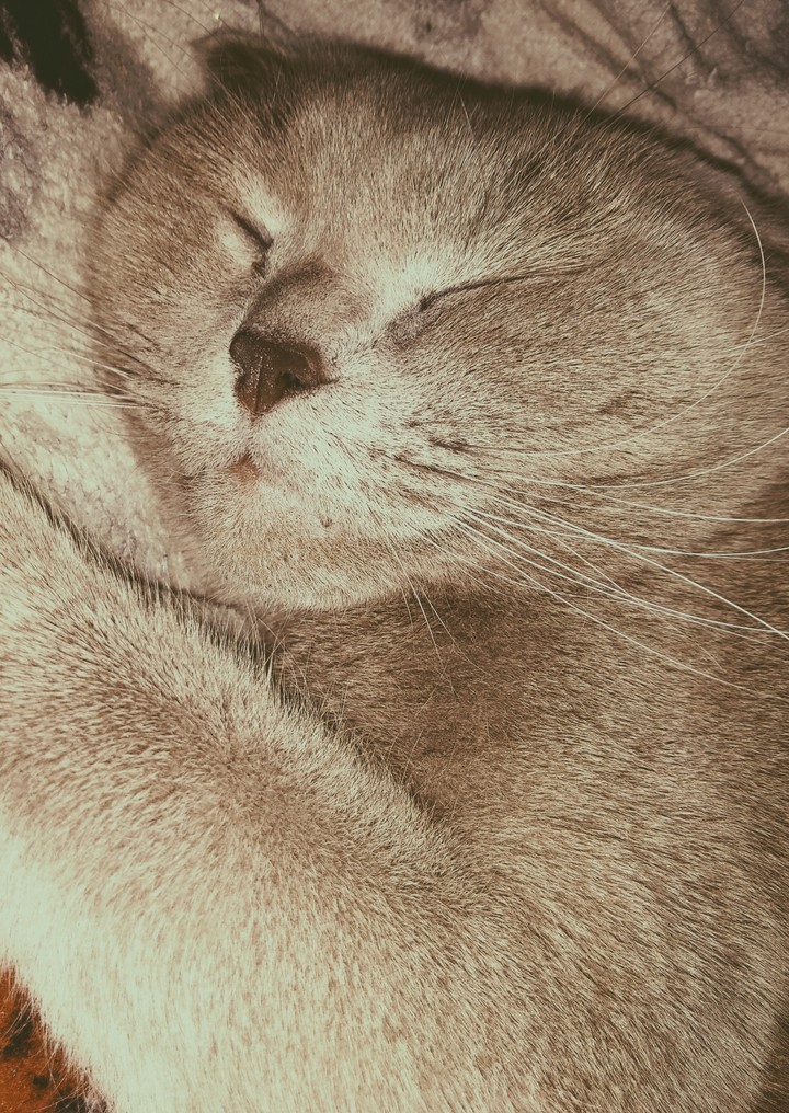 cats