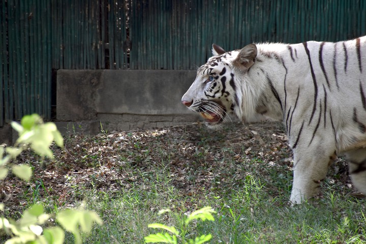 white tiger (copyright images)