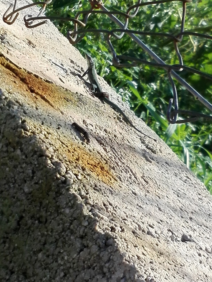 Lagartija + oruga