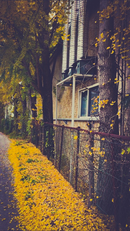 Ginkgo way