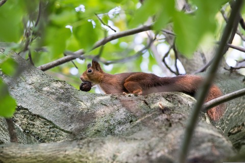 тапети rodent, Squirrel